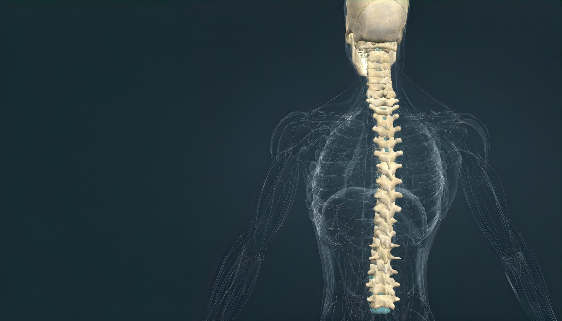 Anatomical visualization of the human spine