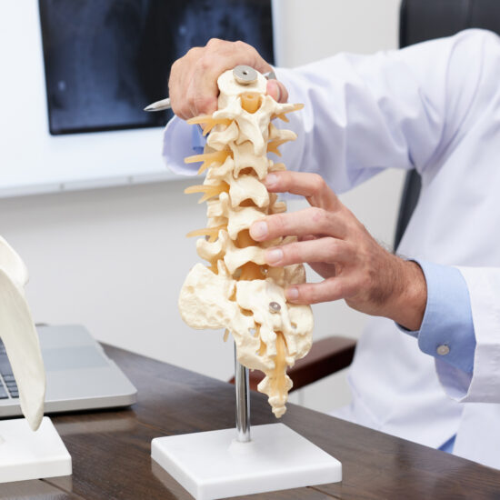 Anatomical spine model examined by a clinician
